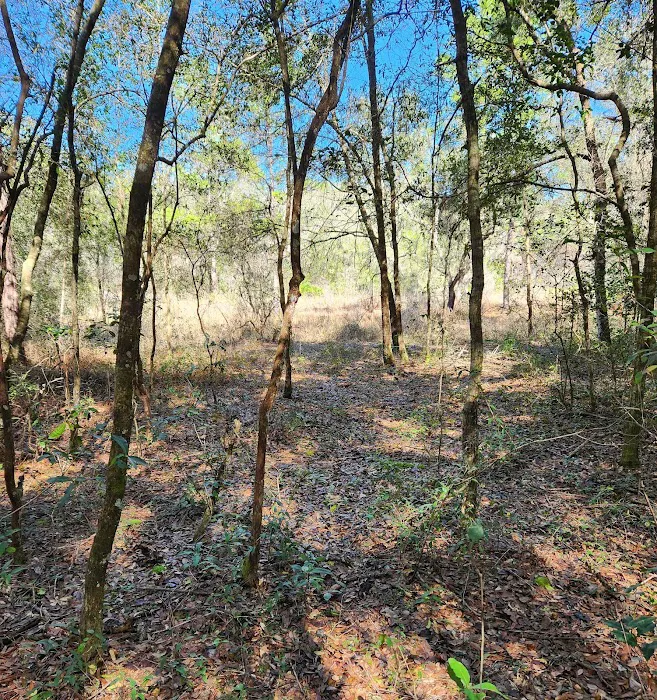 Ross Prairie Campground Picture 6