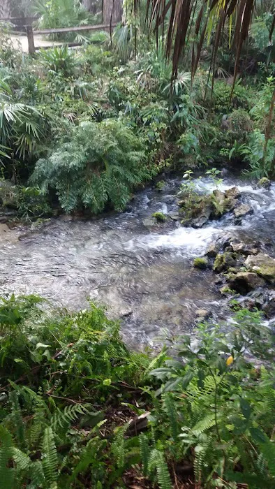 Juniper Springs Recreation Area Picture 5