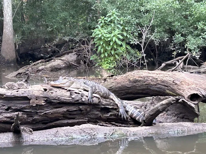 Lilypad Adventures Picture 11