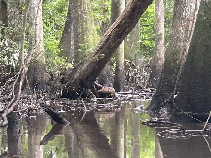 Lilypad Adventures Picture 10