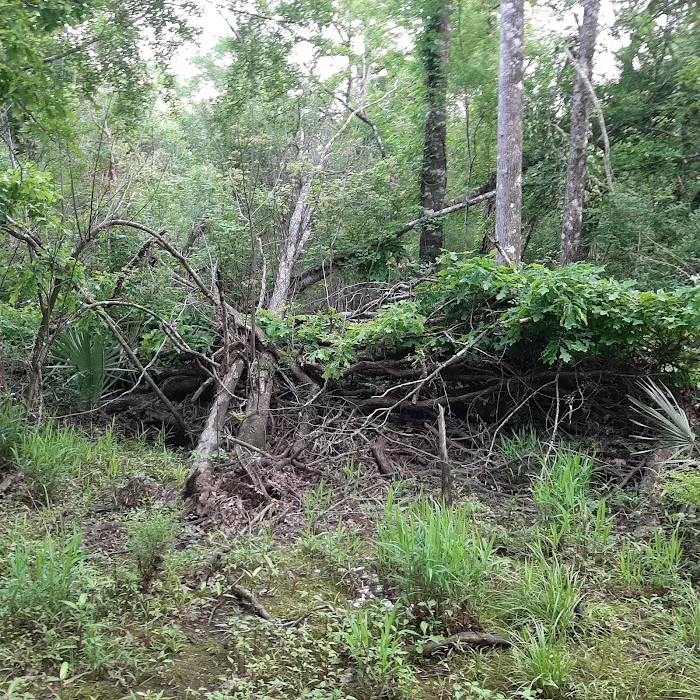 Piney Creek Landing Campground Picture 5