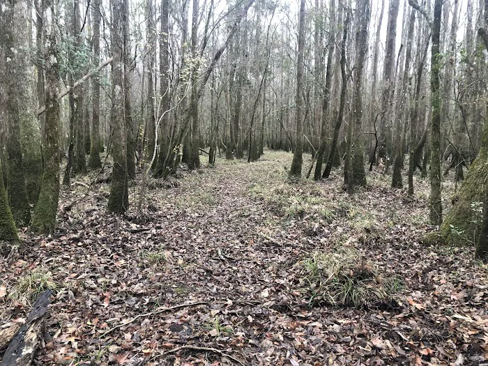 Piney Creek Landing Campground Picture 9