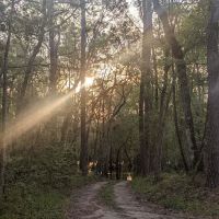 Whitehead Landing ico