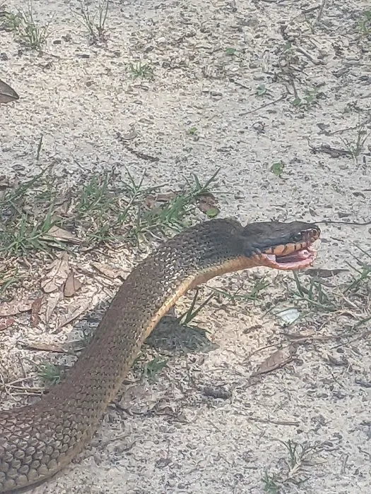 Whitehead Landing Picture 5