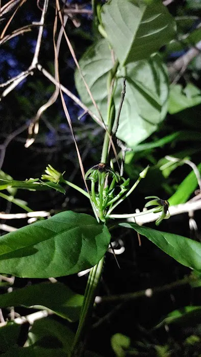 Cotton Landing Picture 3