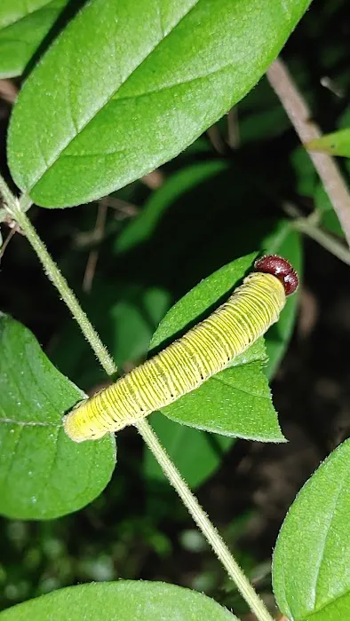 Cotton Landing Picture 1