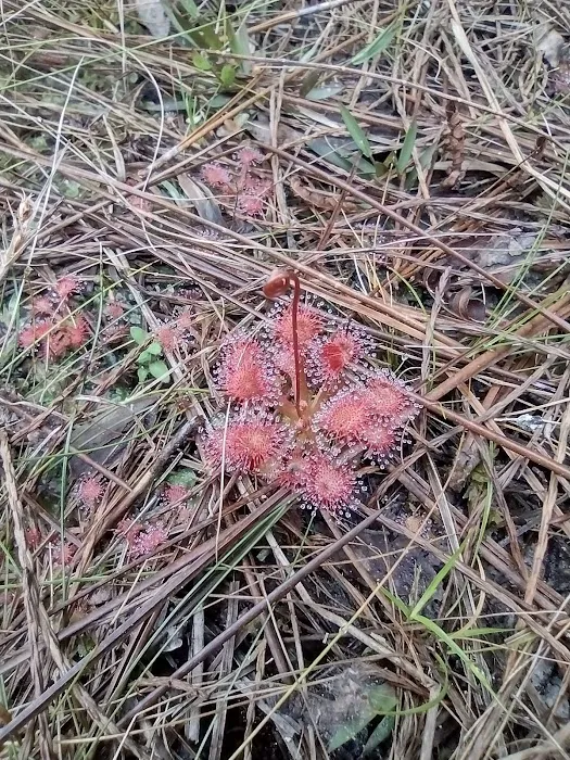 Wright Lake Picture 9