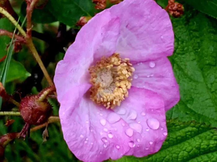 Bay Furnace Campground Picture 1