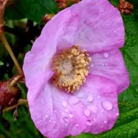 Bay Furnace Campground ico