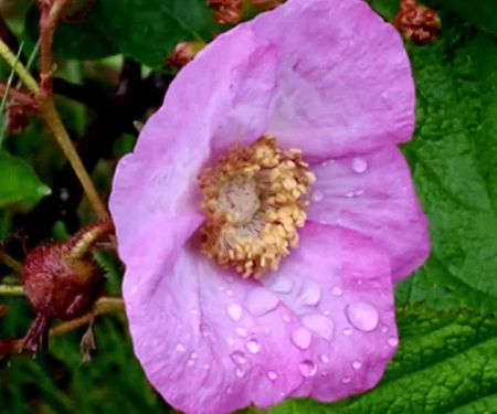 Bay Furnace Campground