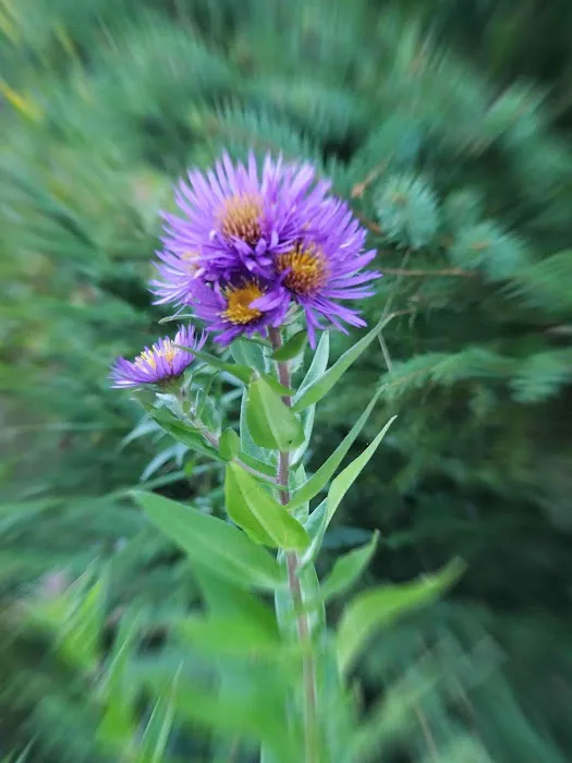 Bay Furnace Campground Picture 9