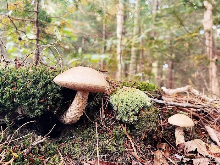 Colwell Lake Campground Picture 6