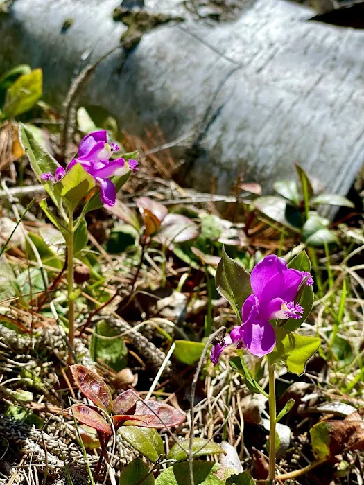 Big Island Lake Wilderness Picture 9