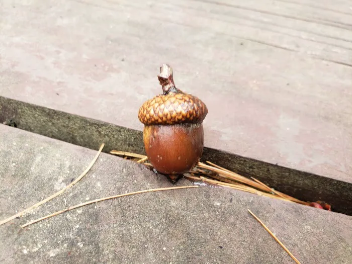 Little Bass Lake Campground Picture 8