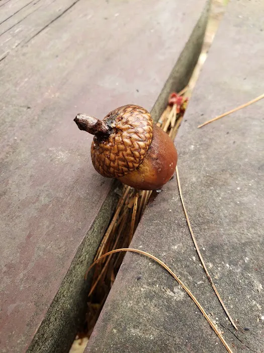 Little Bass Lake Campground Picture 5