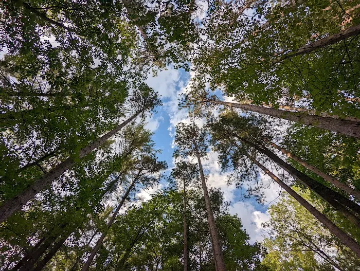 Little Bass Lake Campground Picture 10