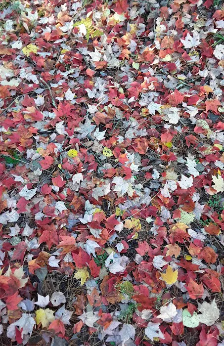 Cookson Lake Dispersed Campsite Picture 9