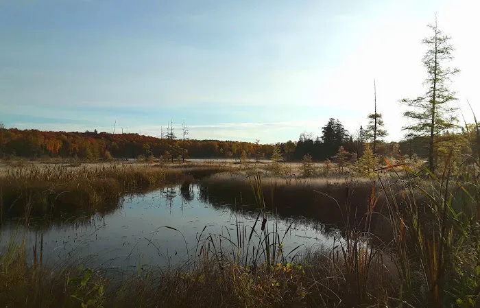 Cookson Lake Dispersed Campsite Picture 6
