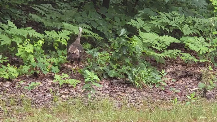 Brown County Reforestation Camp Campground Picture 10