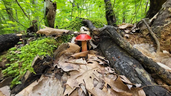 Brown County Reforestation Camp Campground Picture 4