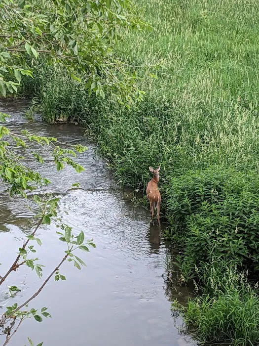 Highway 250 Campground Picture 2