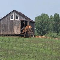 River Ranch Camping ico