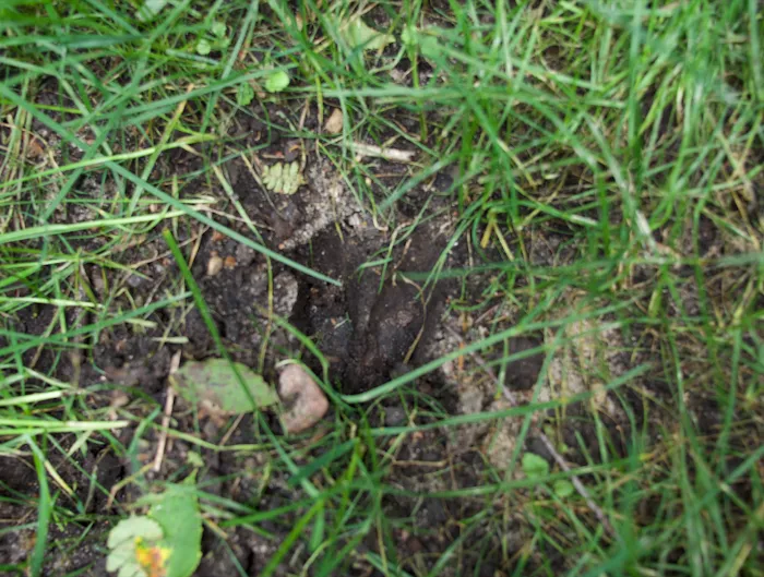 Springhetti Acres Picture 10