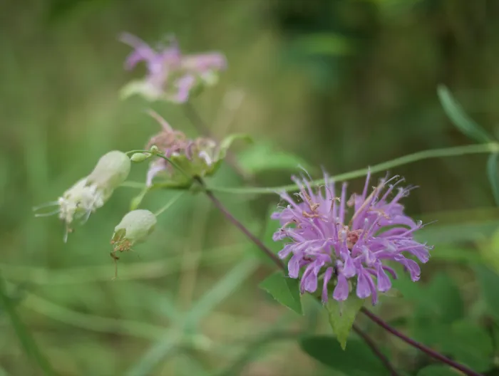 Springhetti Acres Picture 7