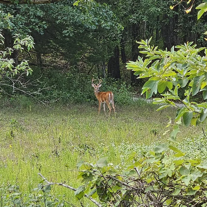Indian Creek Campground Picture 9
