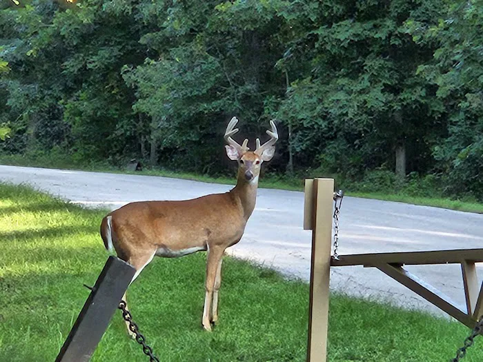 Indian Creek Campground Picture 6