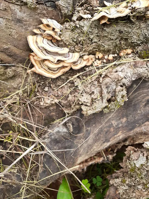 Camp Potawatami Picture 7