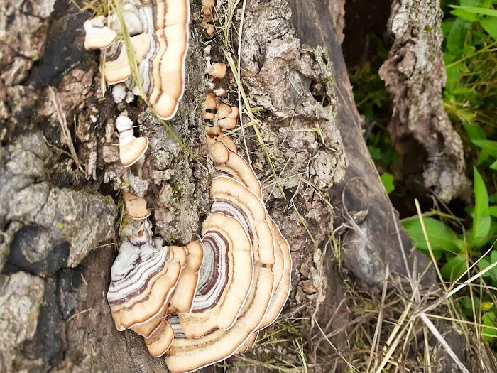 Camp Potawatami Picture 6