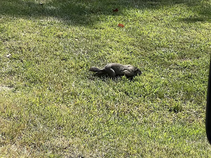 Illini Campground Picture 10