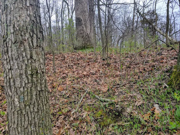 Dam East - McNair Campground Picture 5