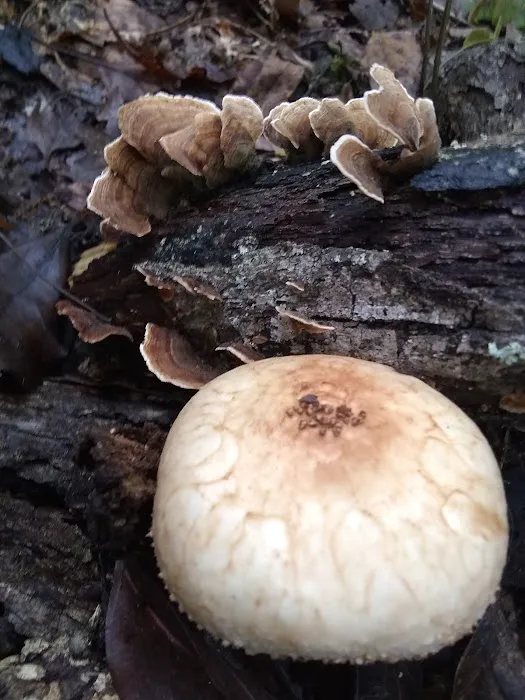 Hazel Creek Campground Picture 1