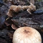 Hazel Creek Campground