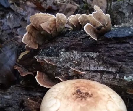 Hazel Creek Campground