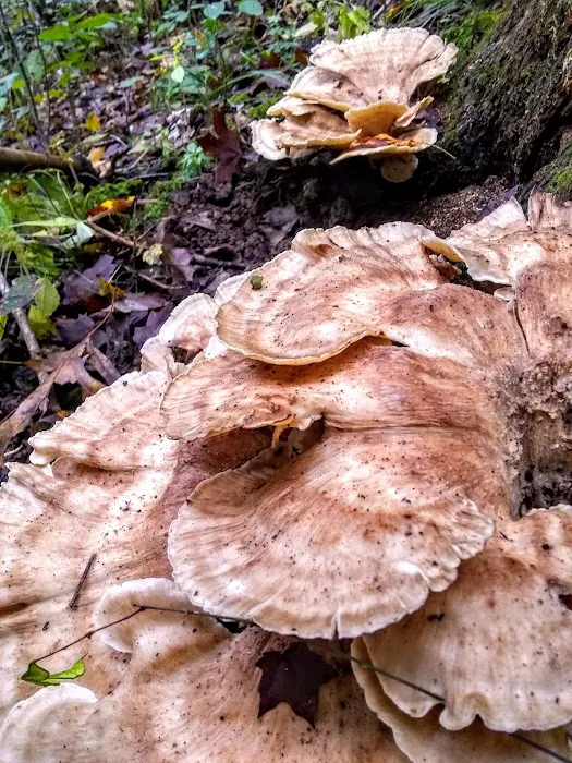 Hazel Creek Campground Picture 5