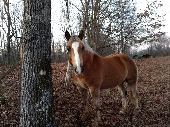 Campground At Barnes Crossing Picture 6
