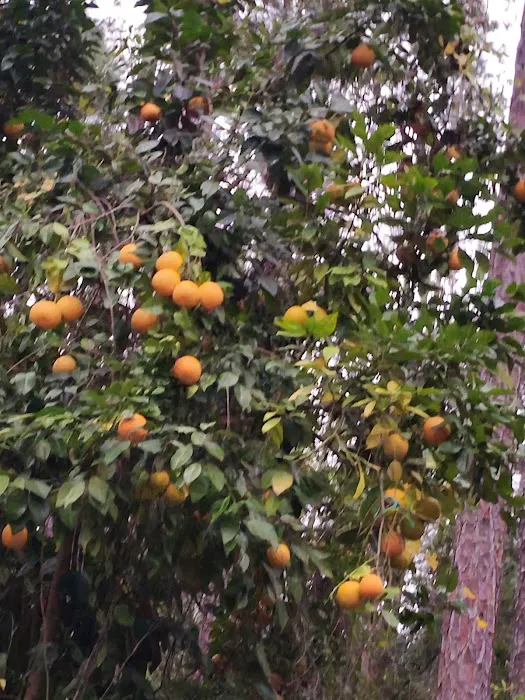 Lake Dorr Campground Picture 10