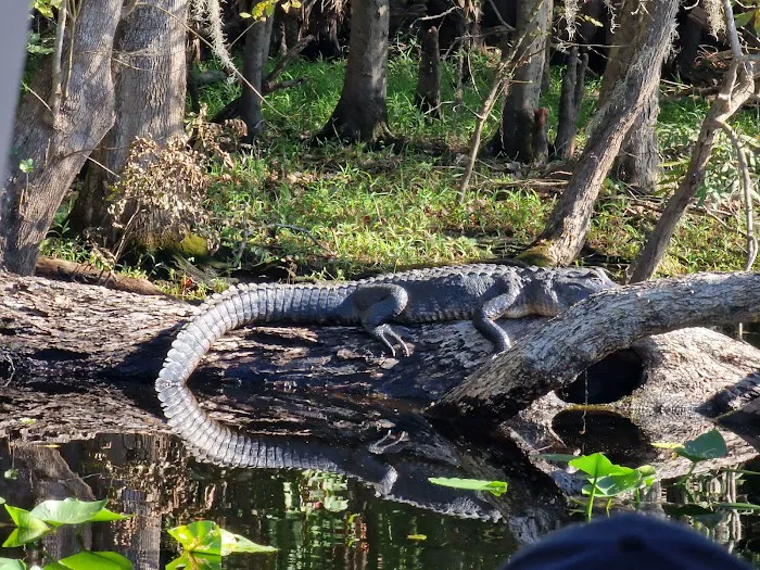 Blue Springs State Park Cabin Area Picture 5