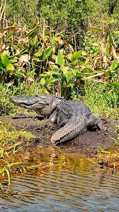 Highbanks Marina & Camp Resort Picture 13