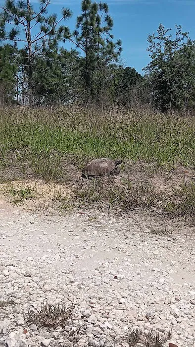 Lake Panasoffkee Picture 7