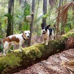 Potts Preserve Campground