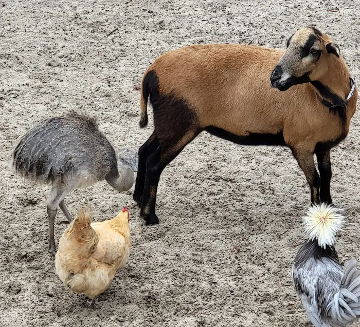 Quail Roost RV Campground Picture 4