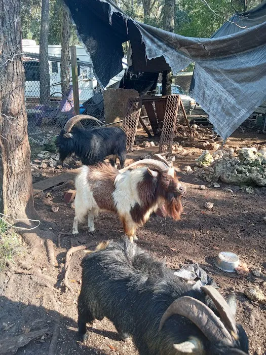 Scooter Haven Country Club Picture 5