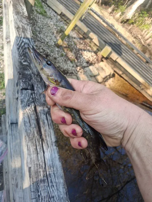 Flying Eagle Primitive Campground exact site Picture 7