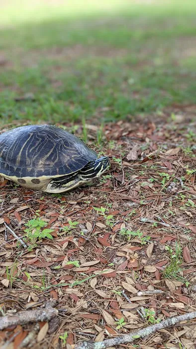 Doe Lake Campground Picture 7