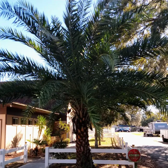 Ocala Forest Campground Picture 1