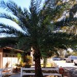 Ocala Forest Campground